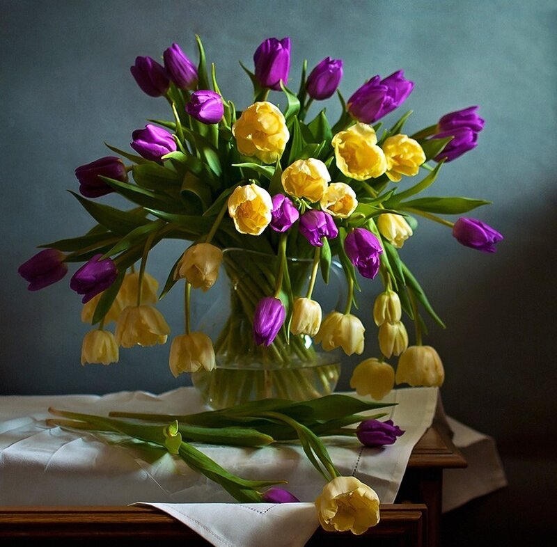 Purple and Yellow Tulips — Calm, Photograph