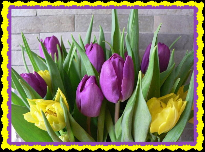 Purple and Yellow Tulips — Calm, Spring, Photograph