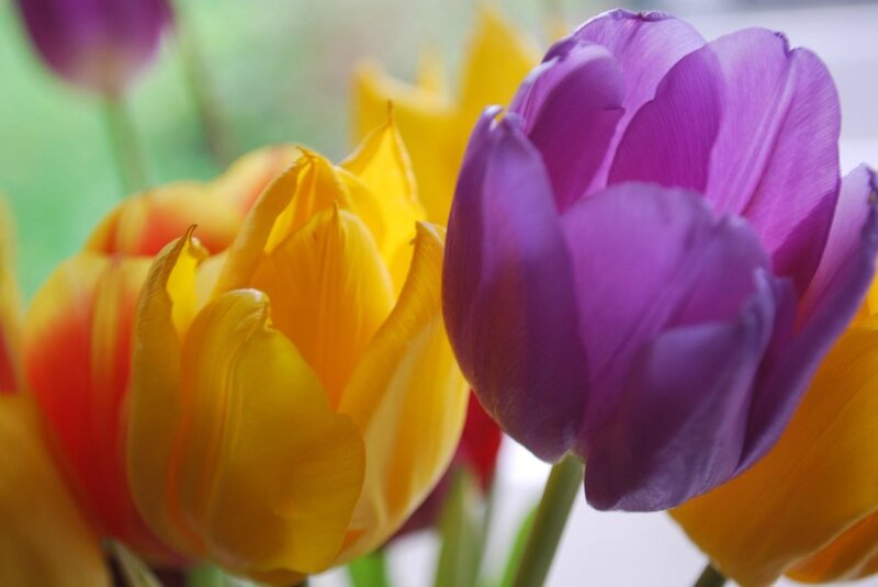 Purple and Yellow Tulips — Calm, Spring
