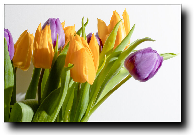 Purple and Yellow Tulips — Calm