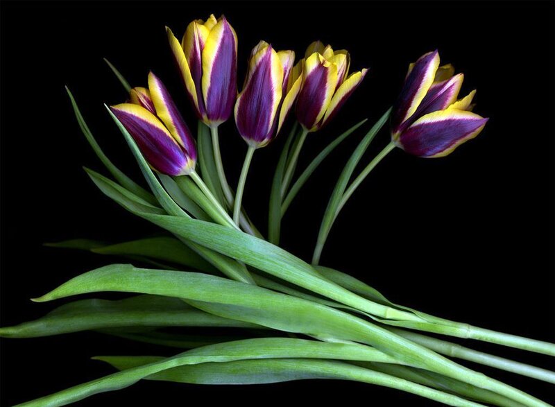 Purple and Yellow Tulips — Dramatic