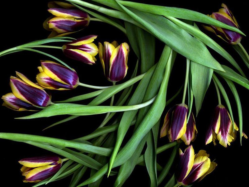 Purple and Yellow Tulips — Green