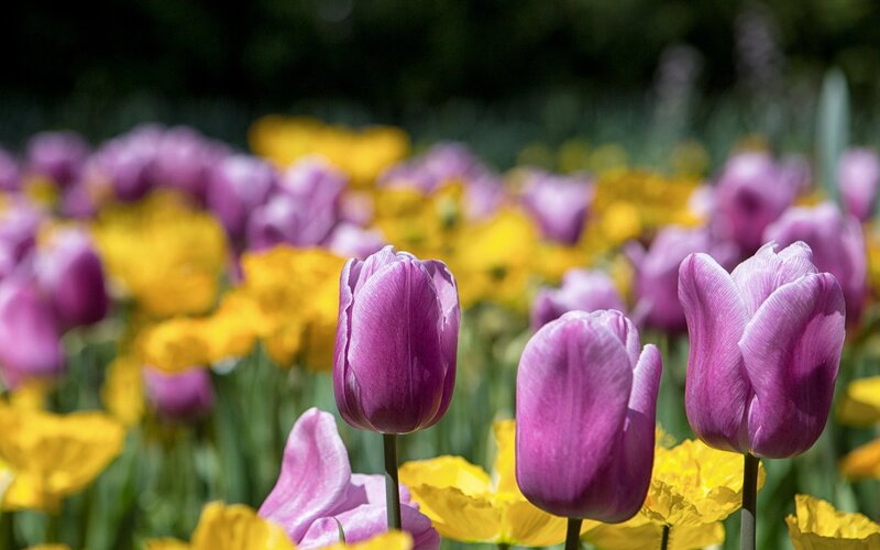 Purple and yellow tulips in a field
