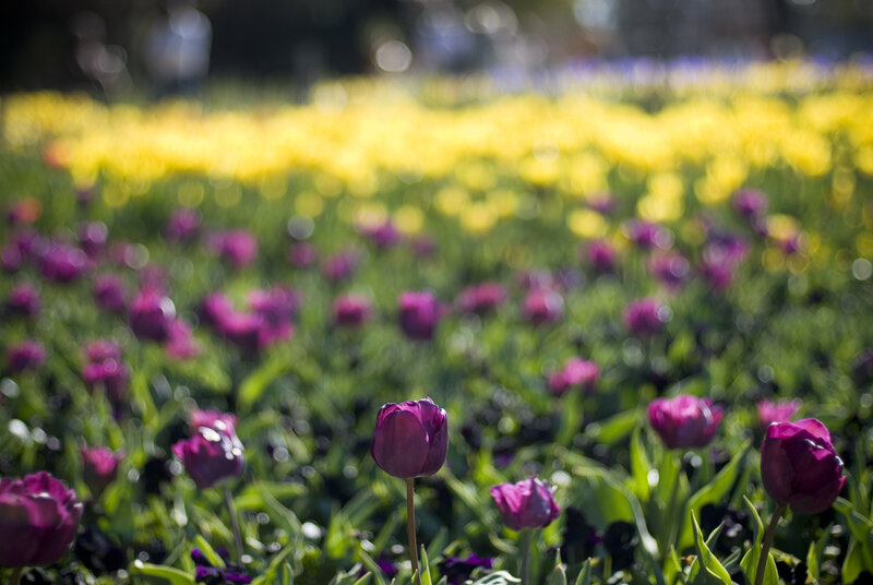 Purple and yellow tulips in a field