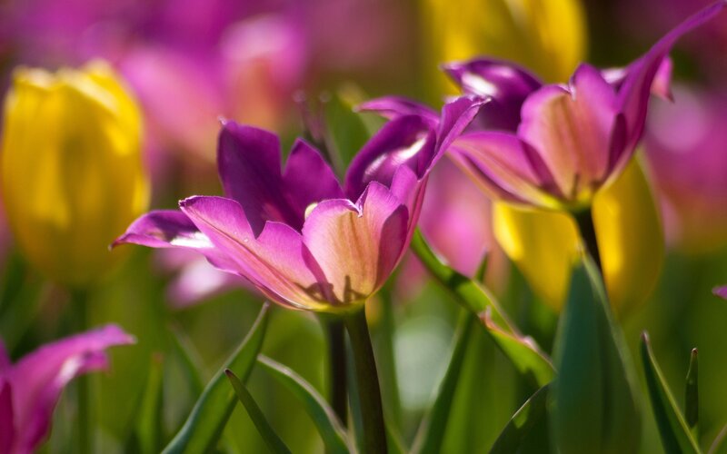 Purple and yellow tulips in bloom