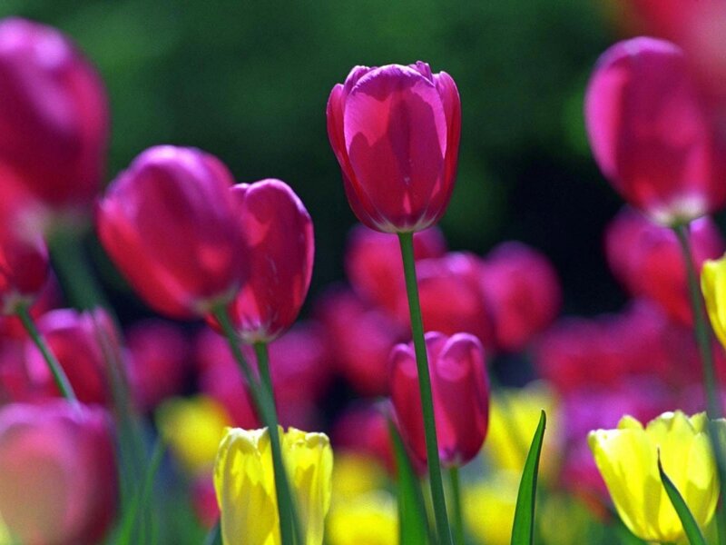 Purple and yellow tulips in bloom