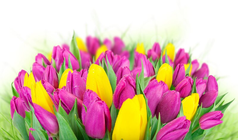 Purple and Yellow Tulips — Pink, Bright, Spring