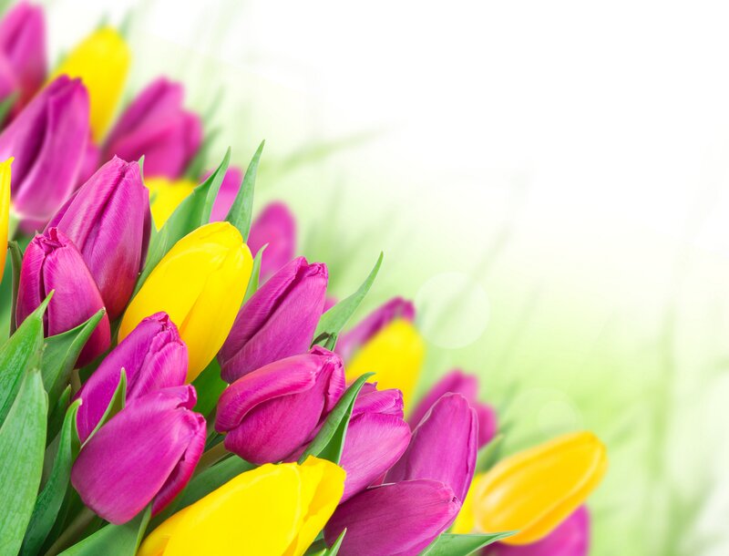 Purple and Yellow Tulips — Pink, Bright