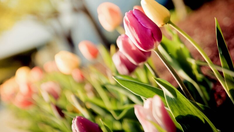 Purple and Yellow Tulips — Pink, Serene