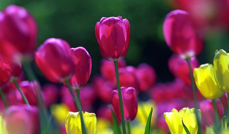 Purple and Yellow Tulips — Pink