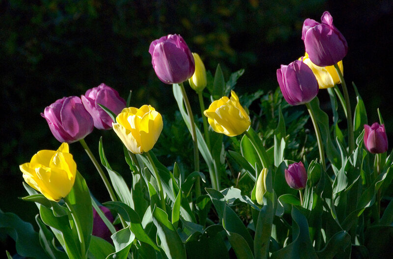 Purple and Yellow Tulips — Serene, Afternoon