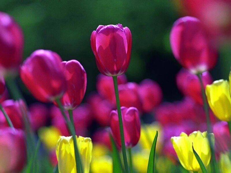 Purple and Yellow Tulips — Serene, Spring, Photograph, Flowers, Stems