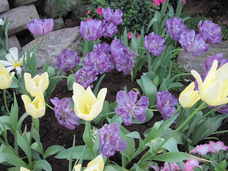 Purple and Yellow Tulips — Serene, Spring, Photograph, Flowers