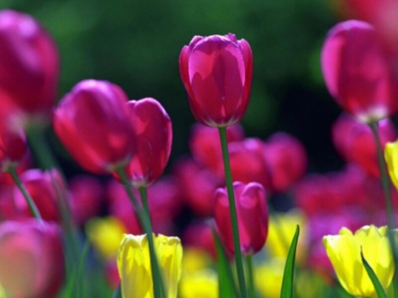 Purple and Yellow Tulips — Serene, Spring, Photograph