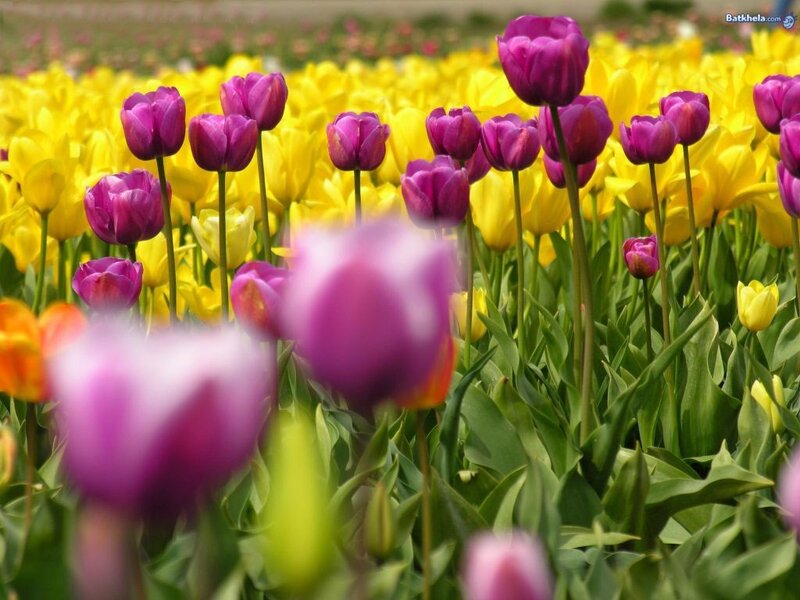 Purple and Yellow Tulips — Serene, Spring