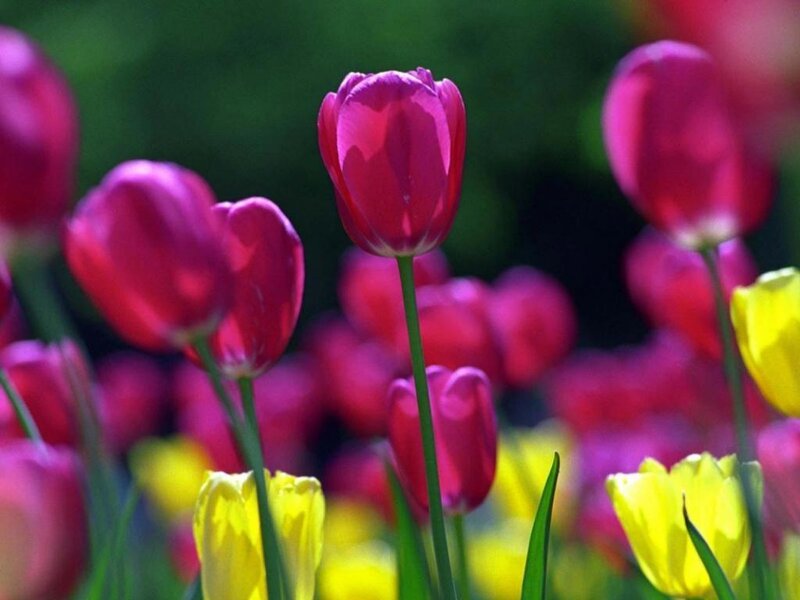 Purple and Yellow Tulips — Serene