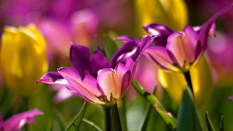 Purple and Yellow Tulips — Vibrant, Spring, Photograph
