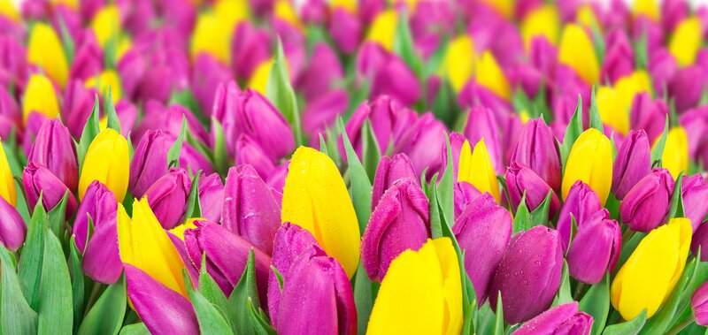 Purple and Yellow Tulips — Vibrant, Spring
