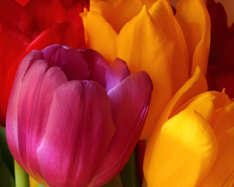 Purple and Yellow Tulips — Vibrant