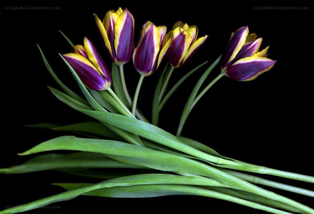 Purple and yellow tulips