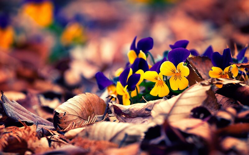 Purple and Yellow Violets — Calm, Autumn