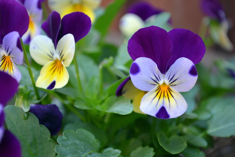 Purple and Yellow Violets — Calm