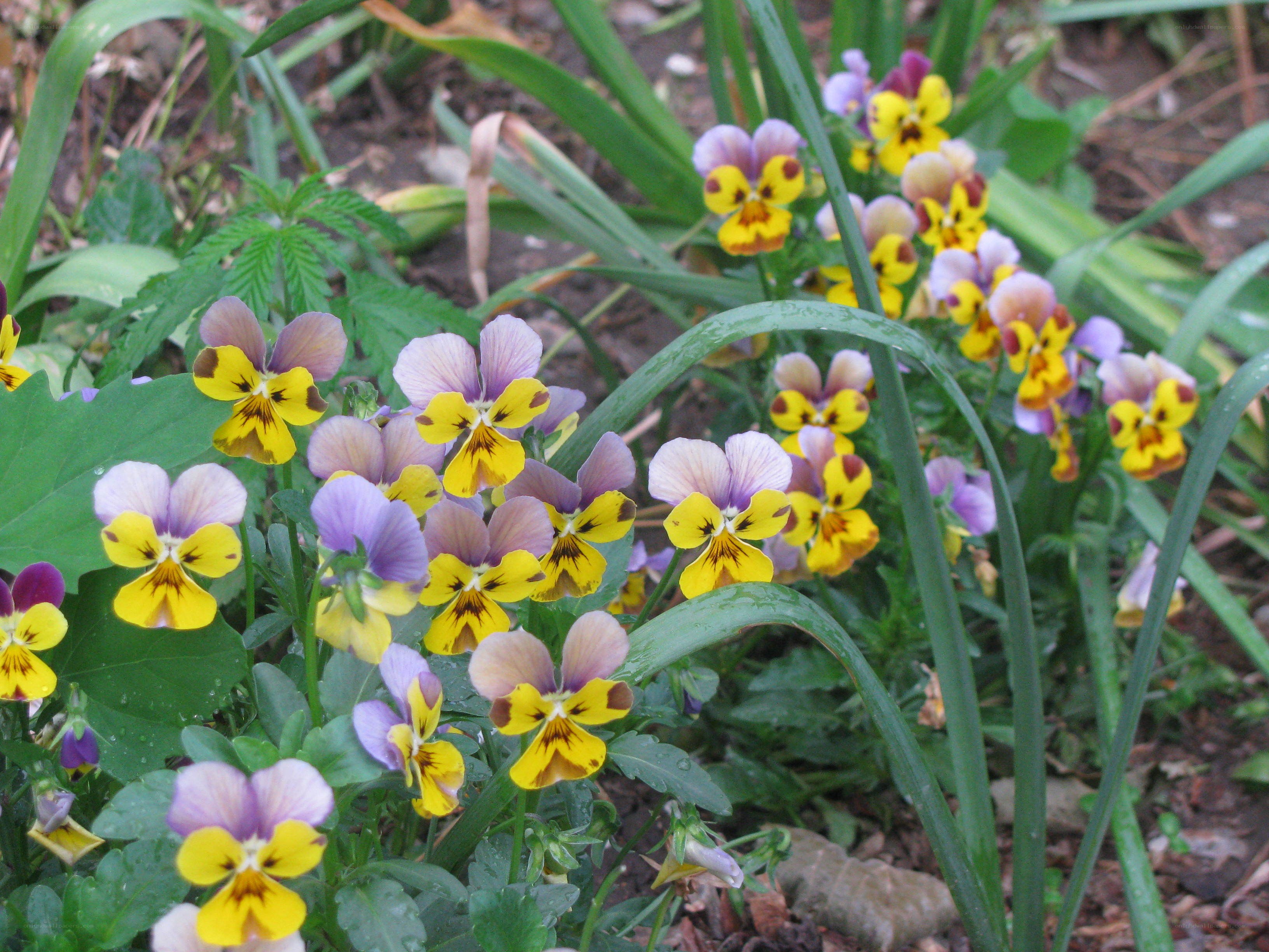 purple and yellow violets in garden