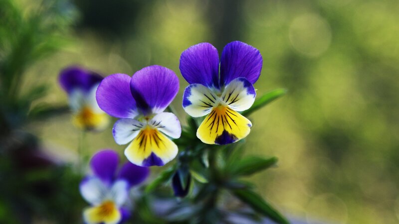 Purple and Yellow Violets — Serene, Spring, Photograph, Flowers, Leaves