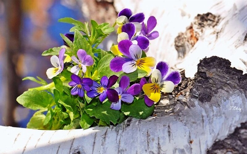 Purple and Yellow Violets — Serene, Spring