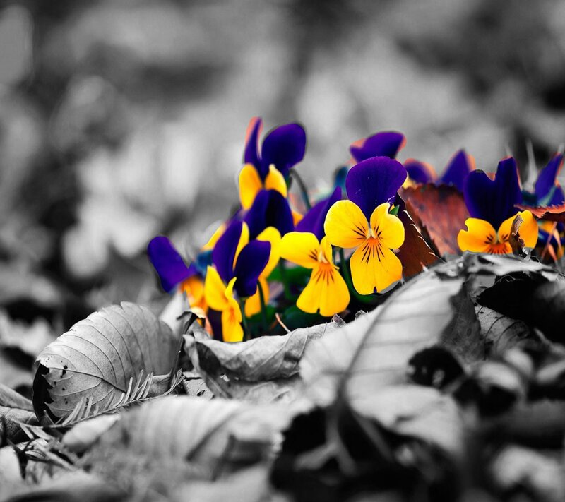 Purple and Yellow Violets — Serene