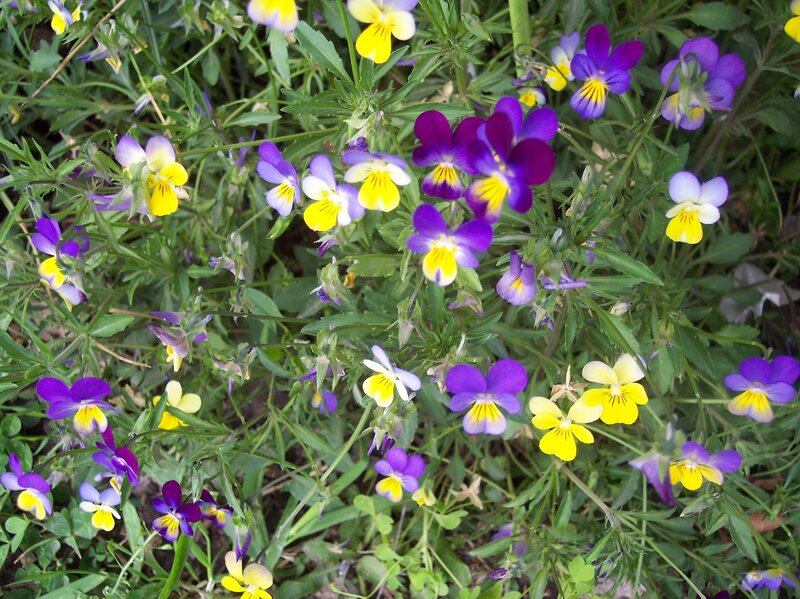 Purple and Yellow Violets