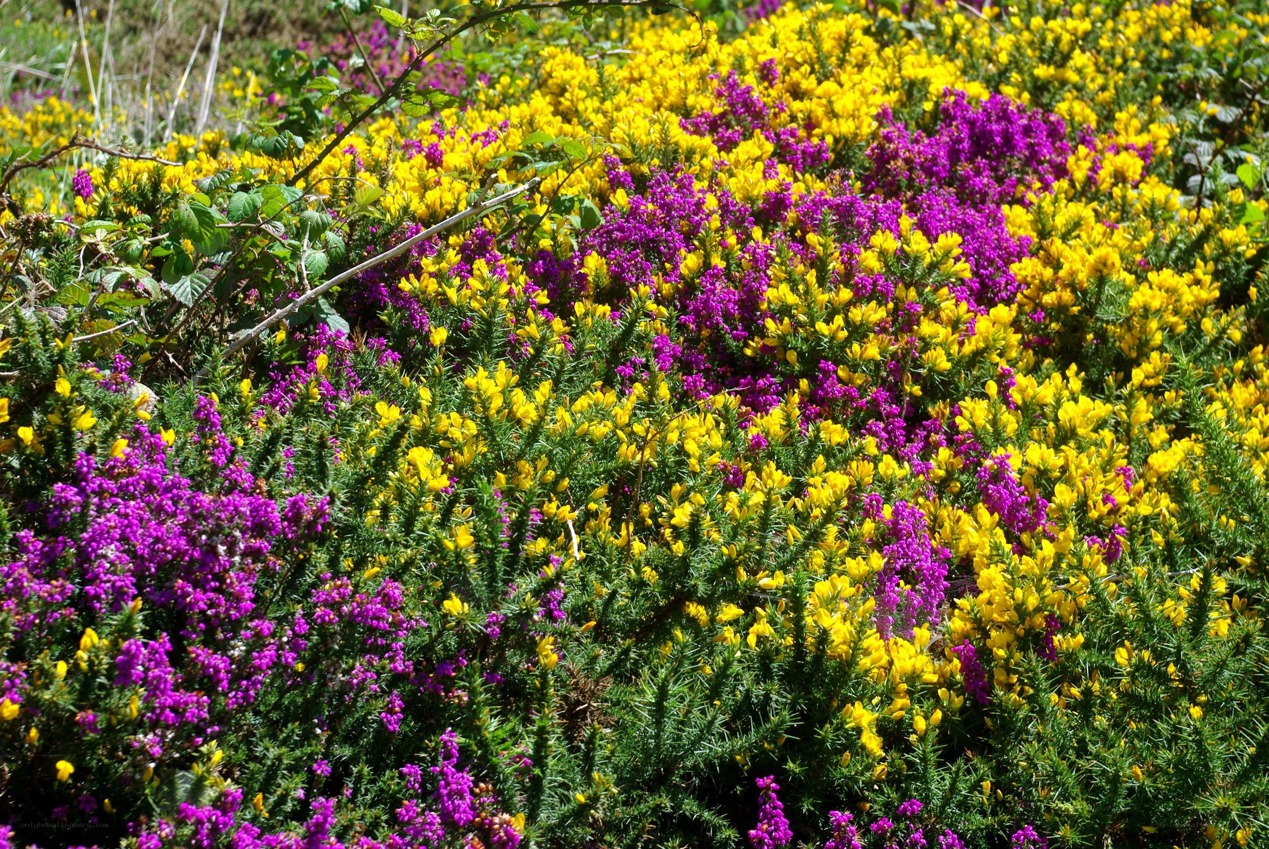 Purple and yellow wildflowers