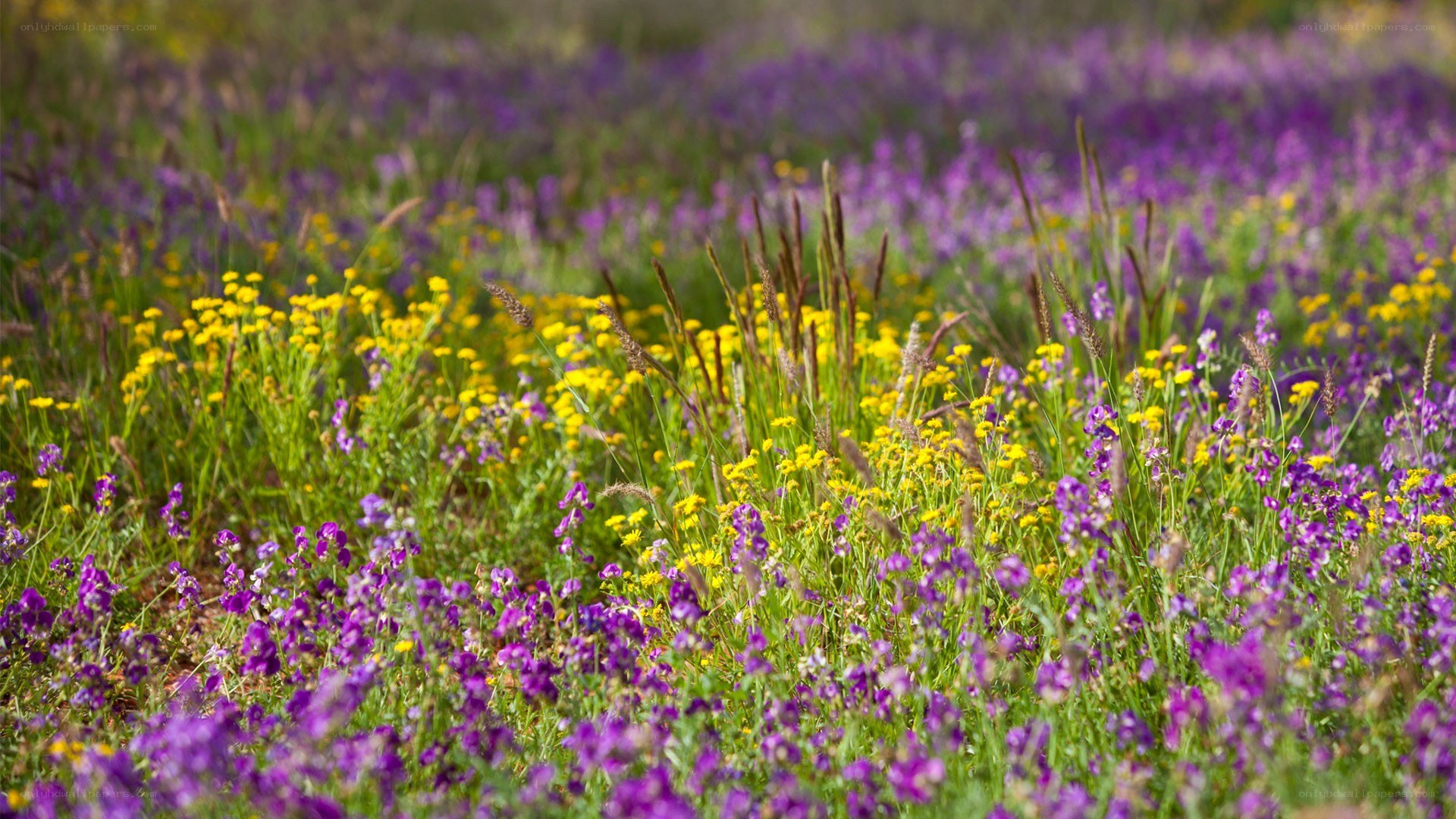 purple and yellow wildflowers