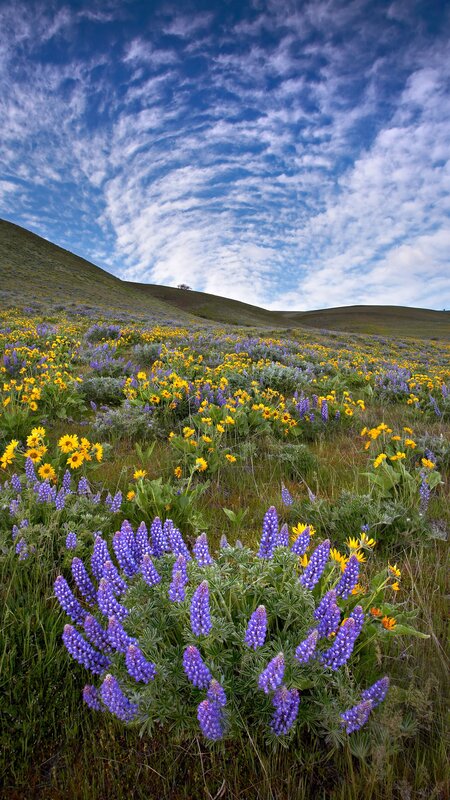 Purple and Yellow Wildflowers — Blue