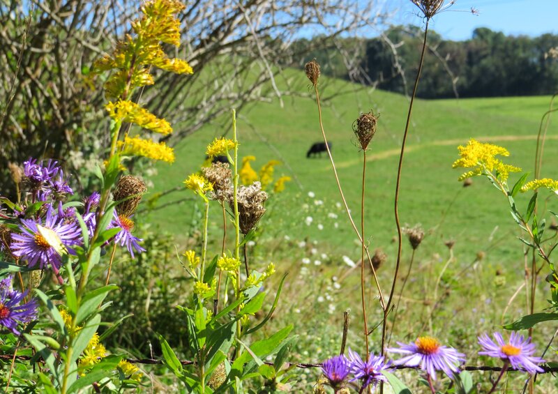 Purple and Yellow Wildflowers — Green, Serene