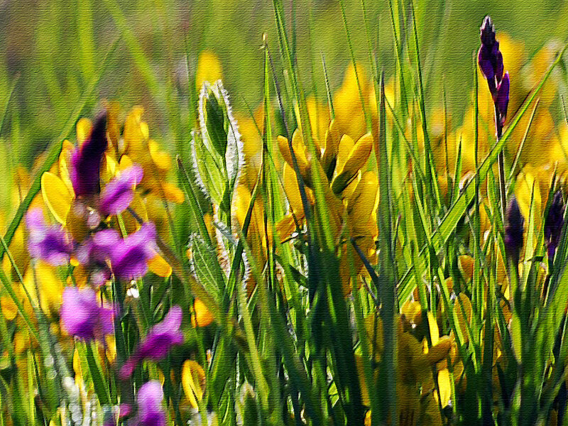 Purple and Yellow Wildflowers — Green
