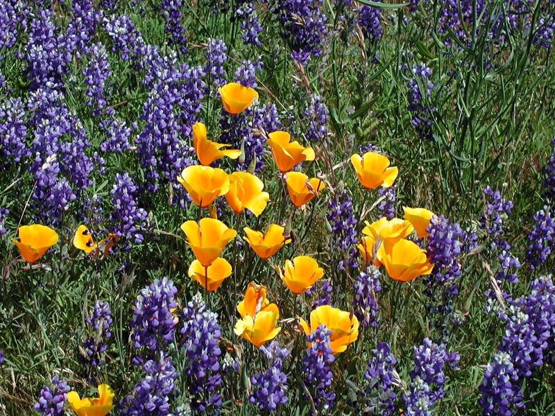 Purple and yellow wildflowers in a field