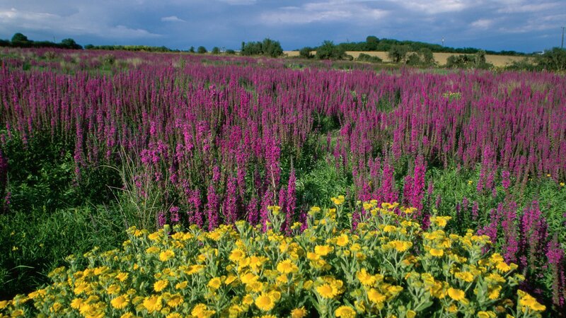 Purple and yellow wildflowers in a field