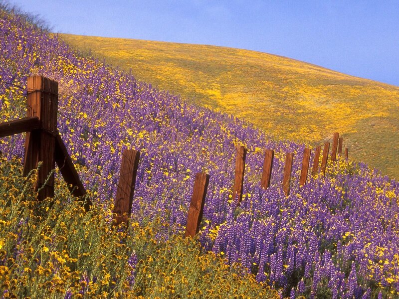Purple and yellow wildflowers on a hill