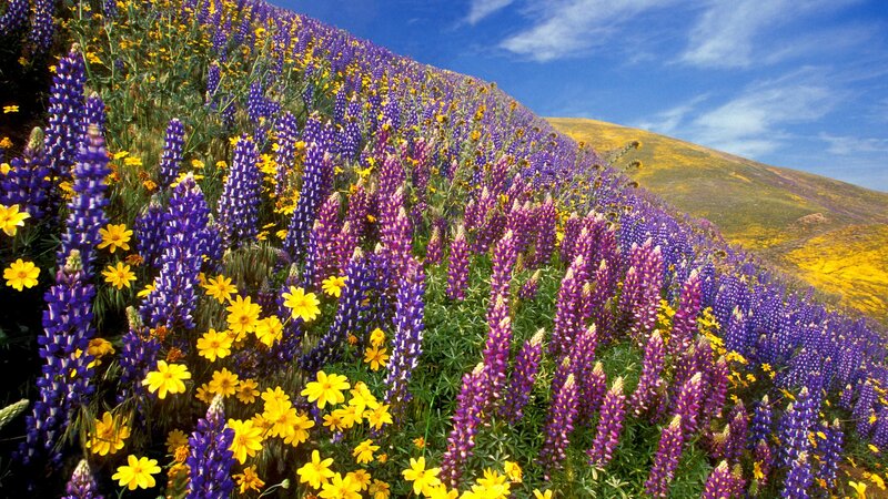 Purple and Yellow Wildflowers — Serene, Spring, Photograph, Hillside