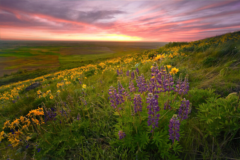Purple and Yellow Wildflowers — Serene, Sunset, Photograph, Hillside