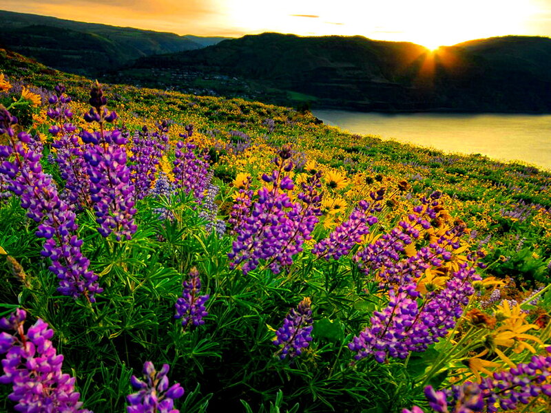 Purple and Yellow Wildflowers — Serene, Sunset, Photograph, Mountains, Lake