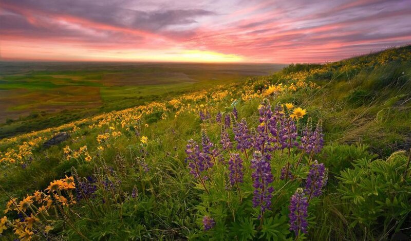 Purple and Yellow Wildflowers — Serene, Sunset, Photograph