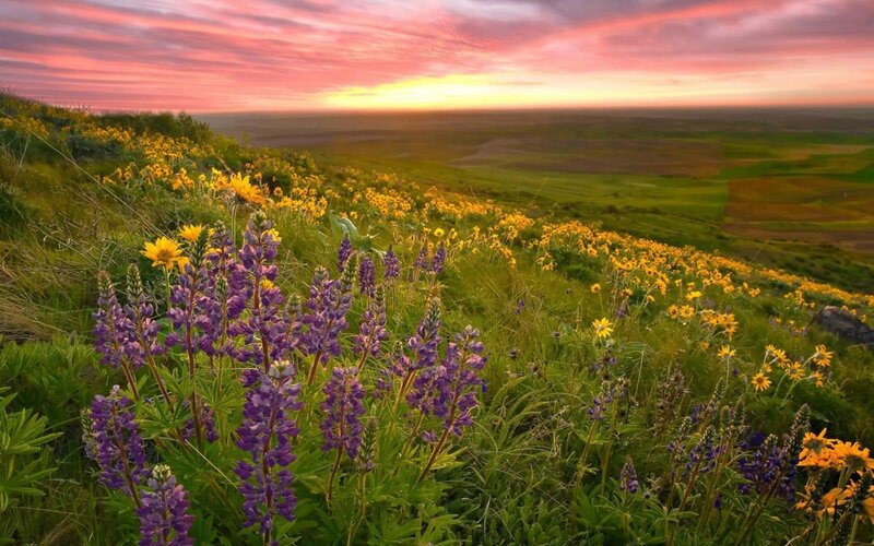 Purple and Yellow Wildflowers — Serene, Sunset