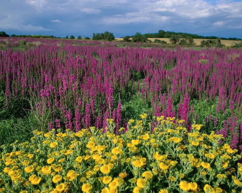 Purple and Yellow Wildflowers — Serene