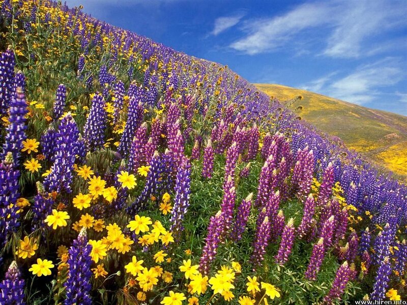 Purple and Yellow Wildflowers — Spring