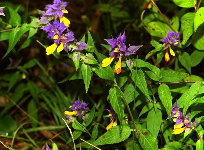 purple and yellow wildflowers