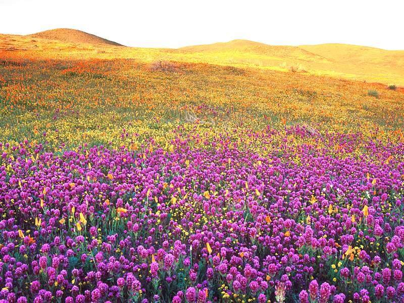 Purple and Yellow Wildflowers — Vibrant