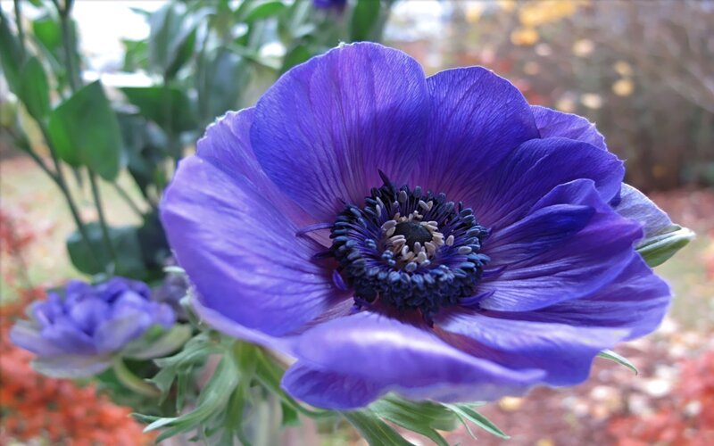 Purple anemone flower