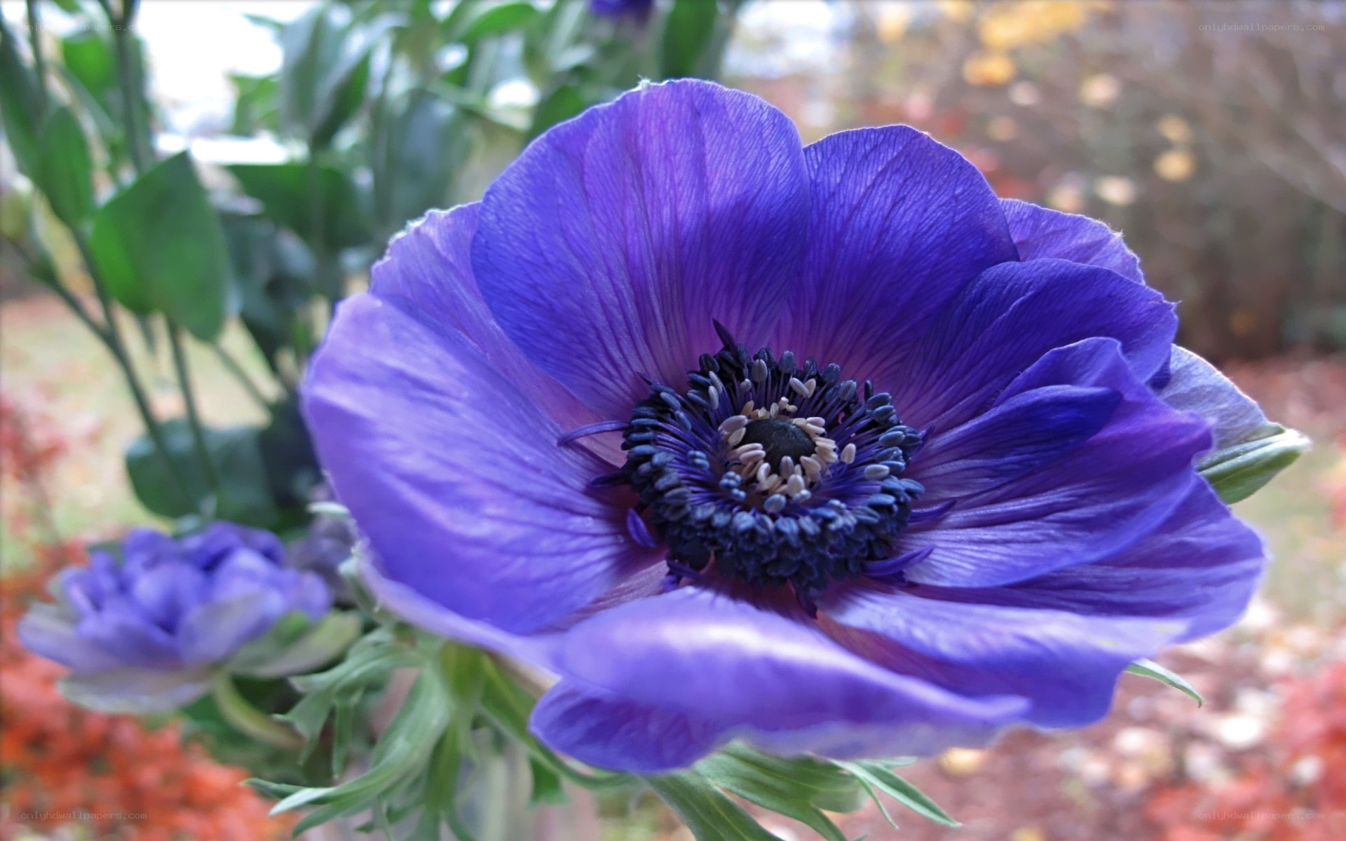 Purple anemone flower